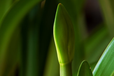 Third Amaryllis Flower