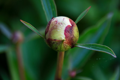 Peony Bud