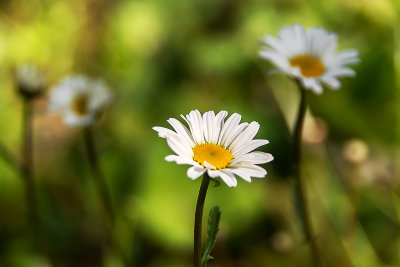 The First Daisies