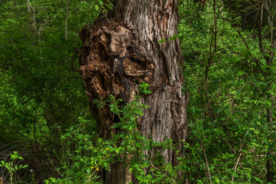 The Dead Tree