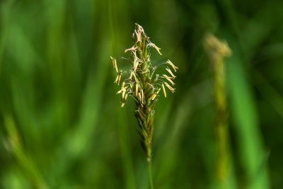 Grass Seed