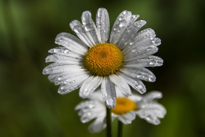 Wet Daisy