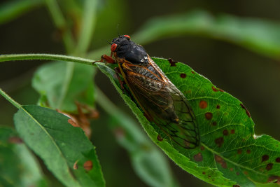 Brood IX Cyclical Cicada