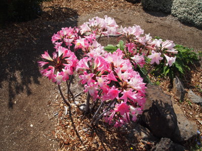 P2171644_s.jpg