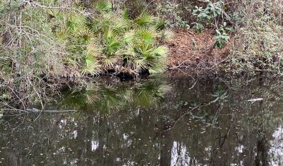 Davis Bayou Campground