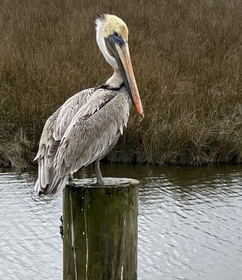 IMG_1121web.jpg
