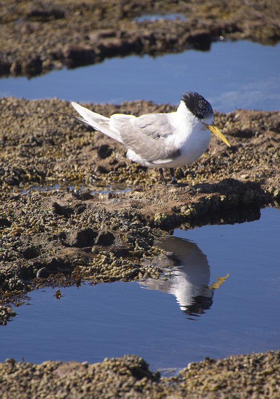 Terns and Cormorants Sandon Point Woollongong