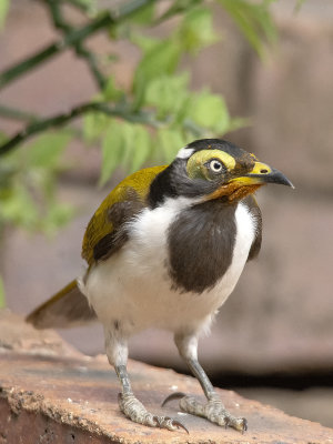 Blue face honey eater