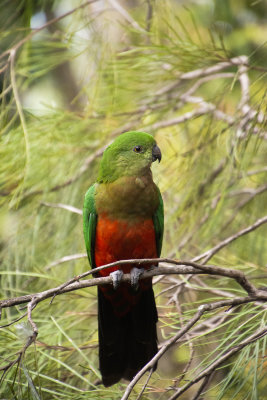 King Parrot
