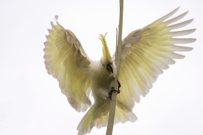 Cockatoos
