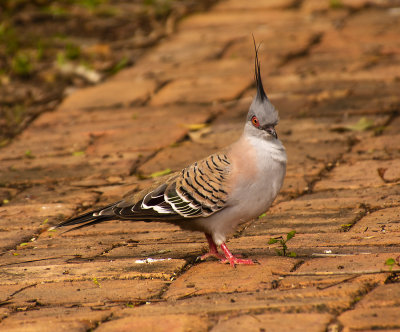 pigeon