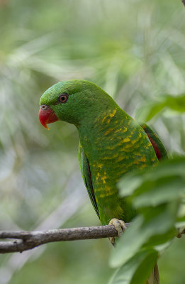 scaley-breasted lorikeet