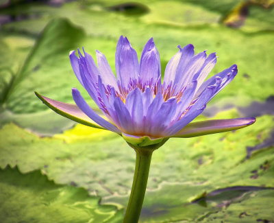 water lilies