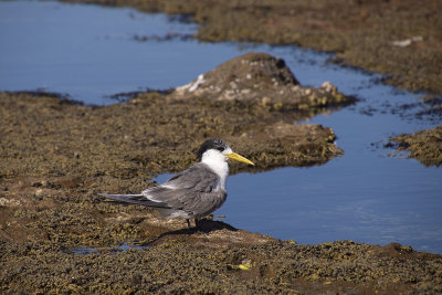 Terns and Cormorants Sandon Point Woollongong