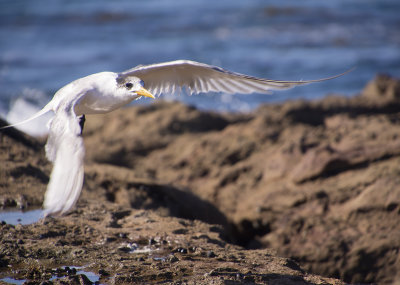 Terns and Cormorants Sandon Point Woollongong