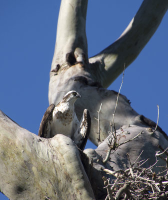 Ospreys Point Vernon