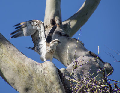 Ospreys Point Vernon