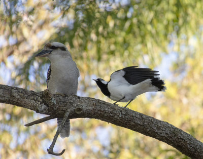 Magpie-lark