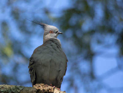 crested pigeon