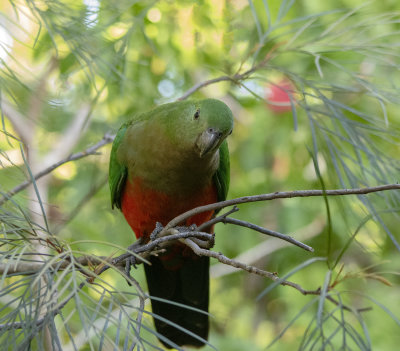 King Parrot