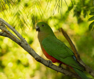 King Parrot