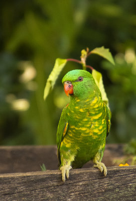 Scaley Breasted Lorikeet