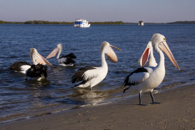 Pelicans and seagulls Military Jetty