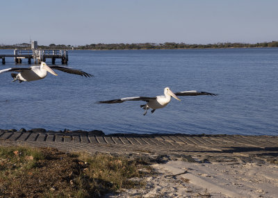 Pelicans and seagulls Military Jetty