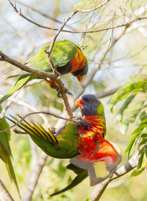 lorikeet some flying