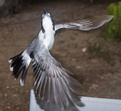 butcher bird