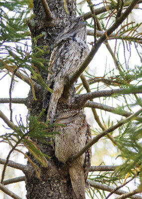 Frogmouths parents and babe