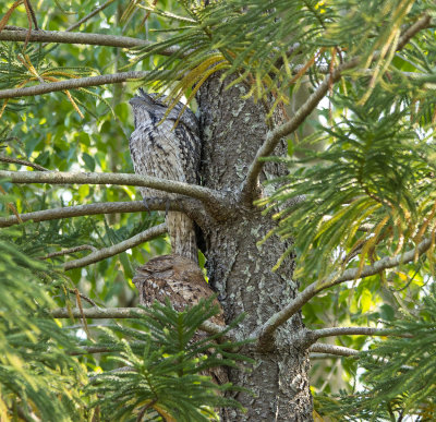 Frogmouths parents and babe