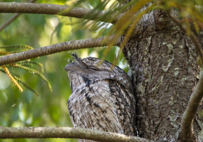 Frogmouths parents and babe