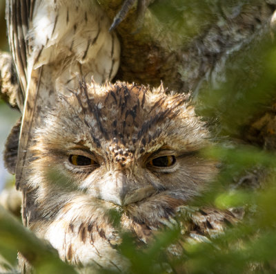 Frogmouths parents and babe