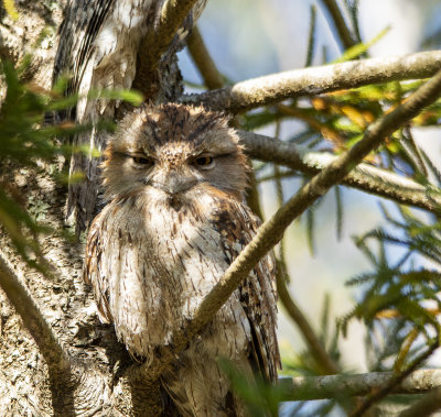 Frogmouths parents and babe