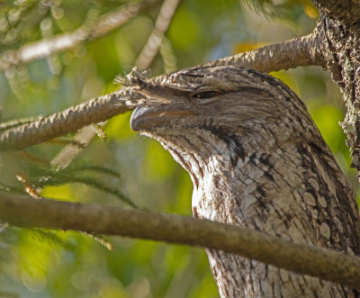 Frogmouths parents and babe