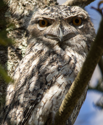 Frogmouths parents and babe