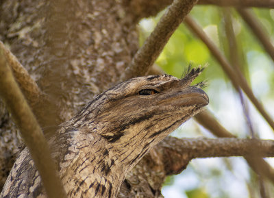 Frogmouths parents and babe
