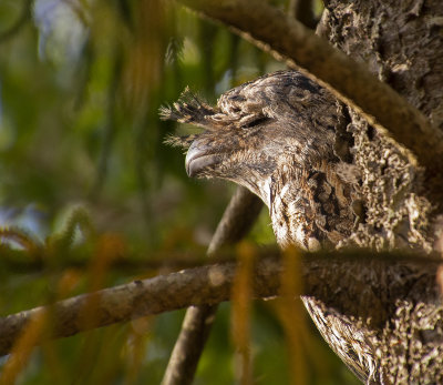 Frogmouths parents and babe