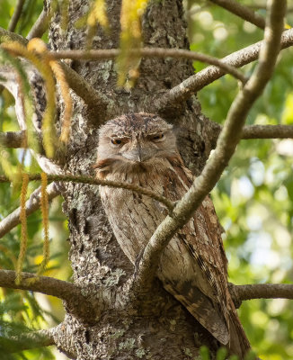 Frogmouths parents and babe