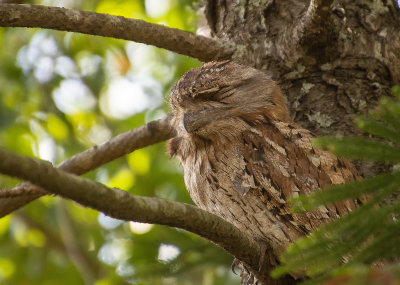 Frogmouths parents and babe