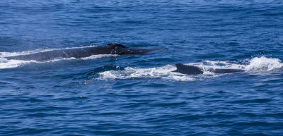 whales_of_hervey_bay_and_moreton_bay