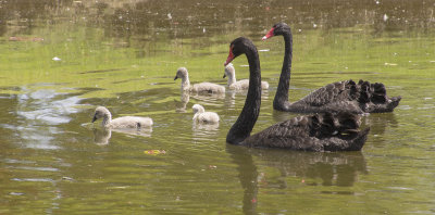 DSC_9826.jpg