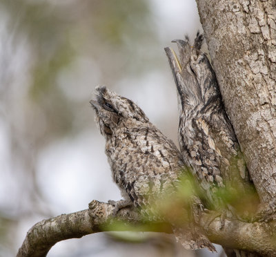 Frogmouths parents and babe
