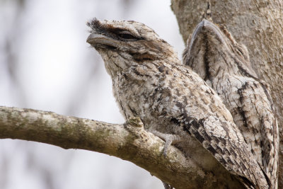 Frogmouths parents and babe