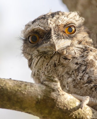 Frogmouths parents and babe