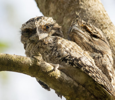 Frogmouths parents and babe