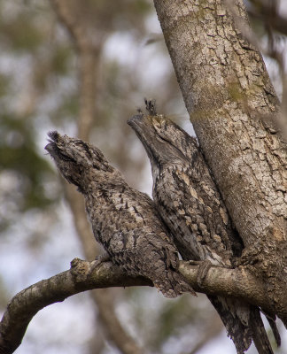 Frogmouths parents and babe