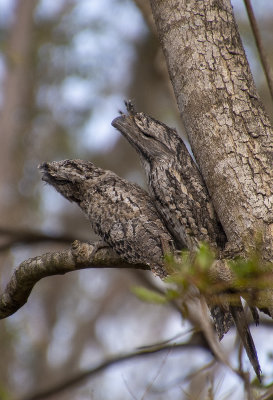 Frogmouths parents and babe