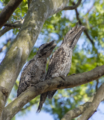 Frogmouths parents and babe
